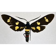 /filer/webapps/moths/media/images/H/hampsoni_Euchromia_AM_NHMO.jpg