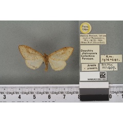 /filer/webapps/moths/media/images/C/chalcoptera_Dasychira_PTF_BMNHa.jpg