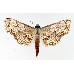 /filer/webapps/moths/media/images/N/nivosa_Nemea_AM_TMSA_01.jpg