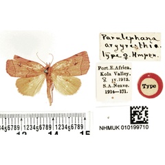 /filer/webapps/moths/media/images/A/argyresthia_Paralephana_HT_BMNH.jpg