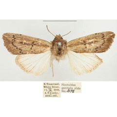 /filer/webapps/moths/media/images/P/phaea_Leucania_AM_BMNH_02.jpg