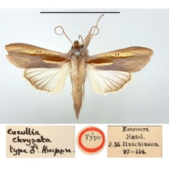 /filer/webapps/moths/media/images/C/chrysota_Cucullia_HT_BMNH.jpg