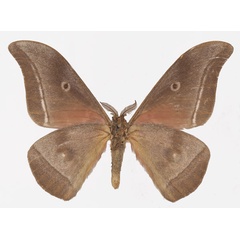 /filer/webapps/moths/media/images/G/godarti_Gonimbrasia_AM_Basquinb.jpg