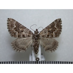 /filer/webapps/moths/media/images/E/epipercna_Entephria_A_Revell.jpg