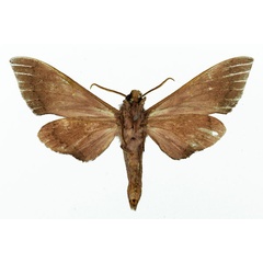 /filer/webapps/moths/media/images/F/ferroseus_Polyptychus_AM_Basquin_02.jpg