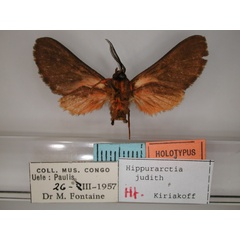/filer/webapps/moths/media/images/J/judith_Hippurarctia_HT_RMCA_02.jpg