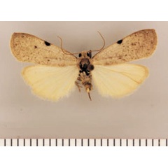 /filer/webapps/moths/media/images/M/minor_Pasteosia_PTF_TMSA.jpg