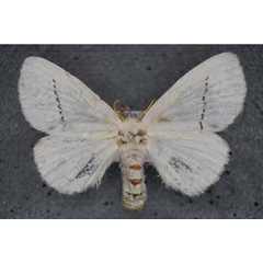 /filer/webapps/moths/media/images/G/grisea_Chionopsyche_AF_Stroehle.jpg