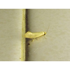 /filer/webapps/moths/media/images/V/vastellus_Ceratophaga_A_Sydes.jpg