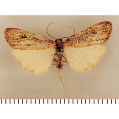 /filer/webapps/moths/media/images/P/petrodes_Pasteosia_HT_TMSA.jpg