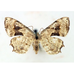 /filer/webapps/moths/media/images/L/lactea_Pseudodirades_AF_TMSA.jpg