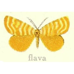 /filer/webapps/moths/media/images/F/flava_Leptaroa_HT_Hering_22f.jpg