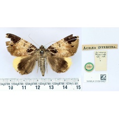 /filer/webapps/moths/media/images/I/intercisa_Achaea_HT_BMNH.jpg