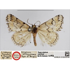 /filer/webapps/moths/media/images/V/virescens_Cerynea_HT_NHMUK.jpg