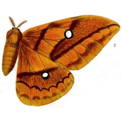 /filer/webapps/moths/media/images/A/arnobia_Saturnia_HT_Westwood-2.jpg
