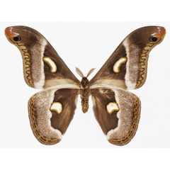 /filer/webapps/moths/media/images/P/perspicua_Epiphora_AM_Basquinb.jpg