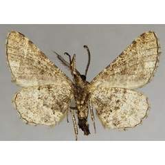 /filer/webapps/moths/media/images/G/gonophora_Hypomecis_AM_ZSMb.jpg