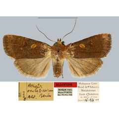 /filer/webapps/moths/media/images/O/oculatissima_Athetis_AT_MNHN.jpg