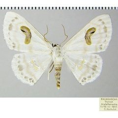 /filer/webapps/moths/media/images/M/meroearia_Problepsis_AF_ZSM.jpg