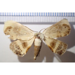 /filer/webapps/moths/media/images/V/vohilava_Catalana_AF_Bippus.jpg