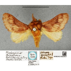 /filer/webapps/moths/media/images/G/gracilis_Lemuria_STM_BMNH.jpg