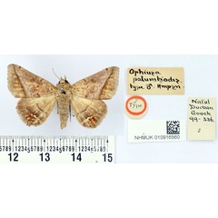 /filer/webapps/moths/media/images/P/palumbiodes_Ophiusa_HT_BMNH.jpg