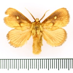 /filer/webapps/moths/media/images/R/rugosa_Cosuma_AM_BMNH_02.jpg