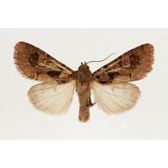 /filer/webapps/moths/media/images/A/avitta_Odontestra_AM_RMCA.jpg