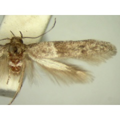 /filer/webapps/moths/media/images/D/determinata_Blastobasis_HT2552_TMSA_02.jpg