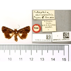 /filer/webapps/moths/media/images/M/microcelis_Catephia_HT_BMNH.jpg
