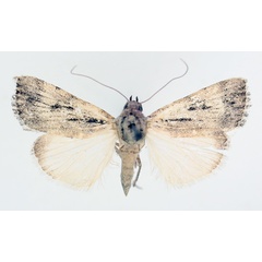 /filer/webapps/moths/media/images/A/austera_Hypotacha_AM_TMSA_02.jpg