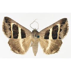 /filer/webapps/moths/media/images/E/exclusiva_Grammodes_AF_TMSA_01.jpg