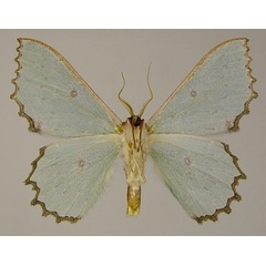 /filer/webapps/moths/media/images/R/ruandana_Victoria_HT_ZSMb.jpg