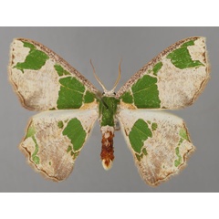 /filer/webapps/moths/media/images/V/viridimacula_Archichlora_A_ZSM_01.jpg