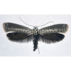 /filer/webapps/moths/media/images/F/fumigatus_Yponomeuta_AF_NHMO.jpg