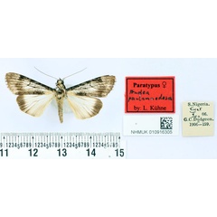 /filer/webapps/moths/media/images/P/paulumnodosa_Audea_PT_BMNH.jpg