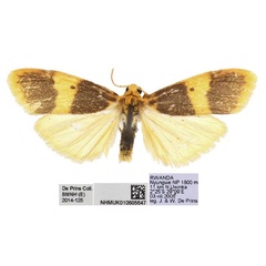 /filer/webapps/moths/media/images/N/naumanni_Cyana_AM_BMNH.jpg