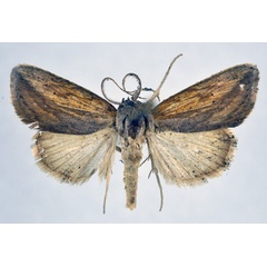 /filer/webapps/moths/media/images/E/endoglauca_Arcyophora_AM_NHMO.jpg