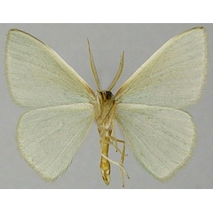 /filer/webapps/moths/media/images/P/perileuca_Blechroneromia_AM_ZSMb.jpg