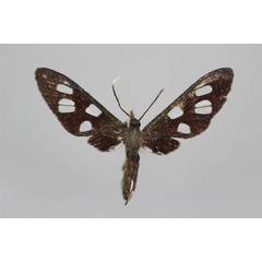 /filer/webapps/moths/media/images/N/nigrobasalis_Amata_A_BMNH.jpg
