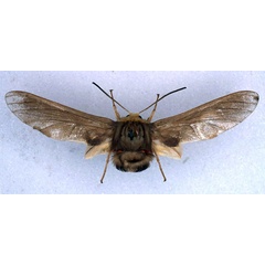 /filer/webapps/moths/media/images/D/dollmani_Paramelisa_LT_BMNH_01.jpg