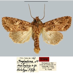 /filer/webapps/moths/media/images/M/malagasy_Maghadena_HT_MNHN.jpg