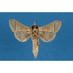 /filer/webapps/moths/media/images/U/ueleensis_Haberlandia_HT_RMCA.jpg