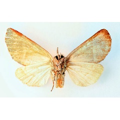/filer/webapps/moths/media/images/A/albidilinea_Eutrotonotus_HT_SNHM_02.jpg