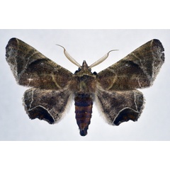 /filer/webapps/moths/media/images/H/homoeosema_Episparis_AM_NHMO.jpg