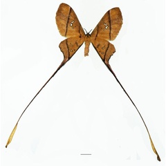 /filer/webapps/moths/media/images/A/argiphontes_Eudaemonia_AF_Basquina.jpg