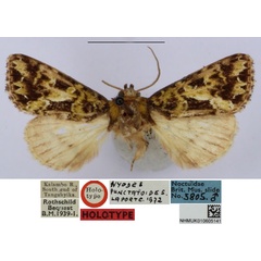 /filer/webapps/moths/media/images/P/punctatoides_Nyodes_HT_BMNH_qoIsEgG.jpg
