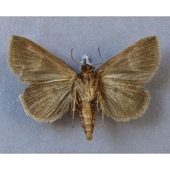 /filer/webapps/moths/media/images/P/pentagonalis_Parafodina_A_Baron_02.jpg