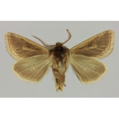/filer/webapps/moths/media/images/B/baleensis_Eucladodes_HT_MNHNb.jpg