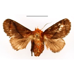 /filer/webapps/moths/media/images/P/pepon_Phorma_AF_BMNH.jpg